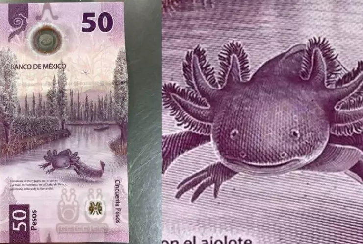 Banxico da importante mensaje sobre billete del ajolote de 50 pesos