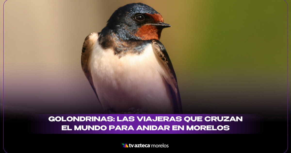 ¿De dónde vienen las golondrinas y cuál es su función en el planeta?