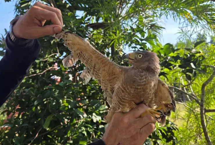 PORTADA agulilla.jpg