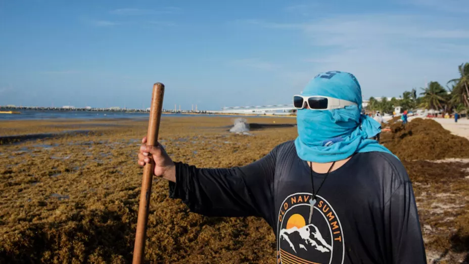 sargazp_notimex ok.jpg