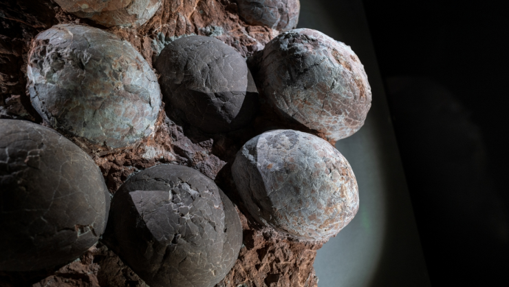 huevos de dinosaurio