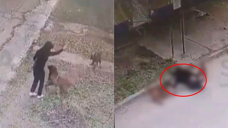 VIDEO FEROZ | Perros atacan brutalmente el rostro y las extremidades de una mujer y es captado por una cámara