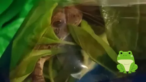 Encuentran rana viva al interior de empaque cerrado de espinacas en Zacatecas (VIDEO)