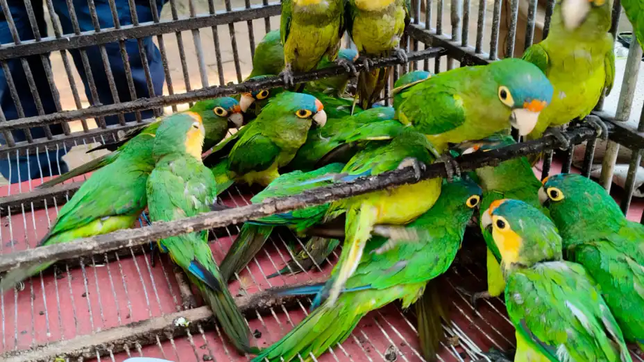 Cateo_Patzcuaro_02.jpg