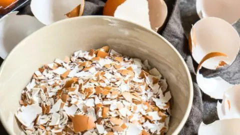 C&aacute;scara de huevo en plantas