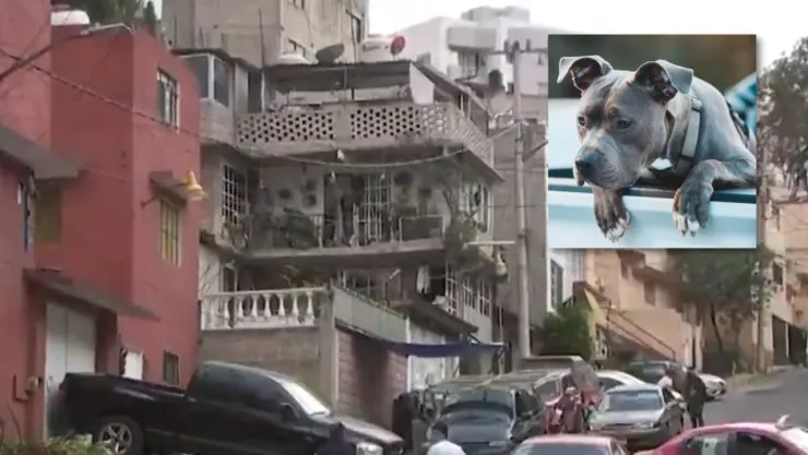 Perros. pitbull atacan a mujer