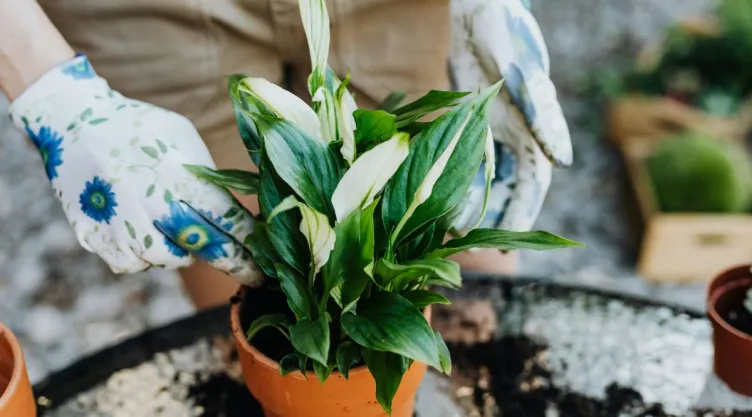 Los jardineros coinciden: qué hacer cuando llegas a casa si tienes una planta nueva