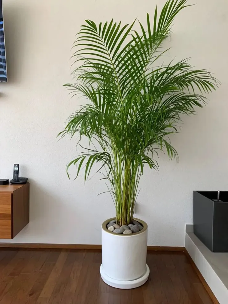 5 plantas que hacen que tu casa se vea minimalista y de lujo