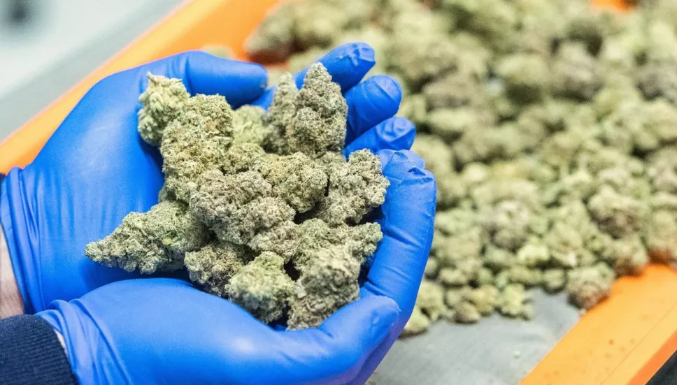 Tribunal Supremo de Brasil despenalizará la marihuana