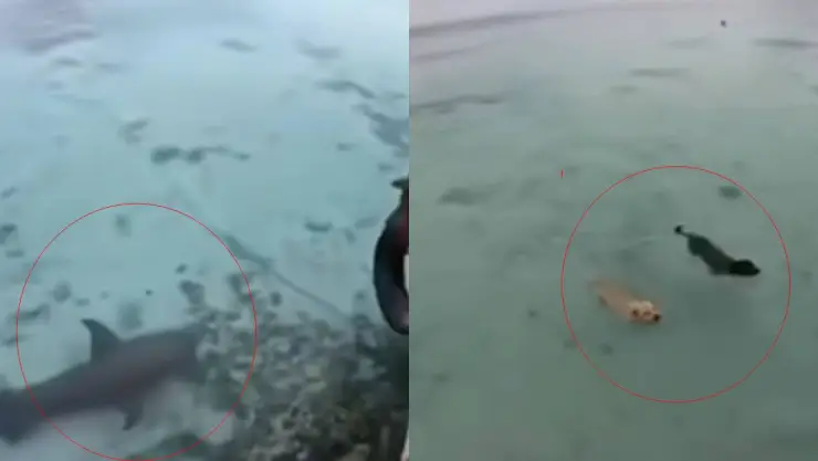 Así fue como un perrito ATACÓ a un tiburón; las redes se impactan