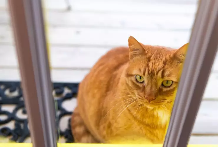 Un gato fue abandonado por su familia en dos ocasiones y su historia se hizo viral