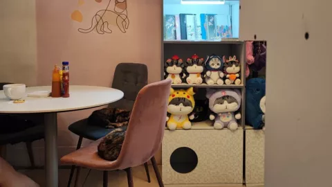 Gatitos en mesa de Catfecito