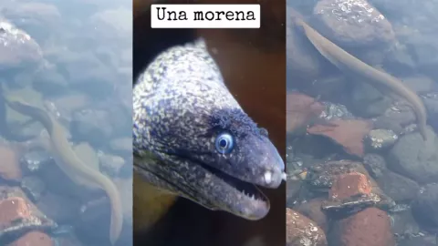 Pez morena en Veracruz