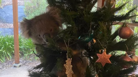 Koala en árbol navideño
