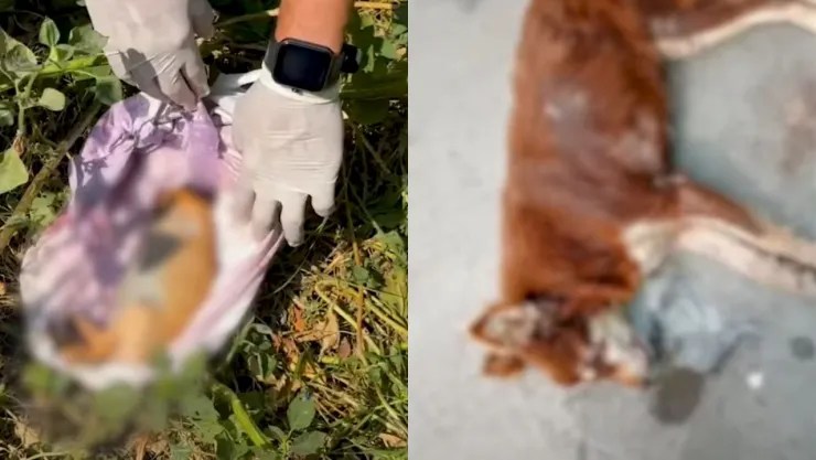 san-buenaventura-ixtapaluca-envenenan-perritos-gatitos-exigen-justicia