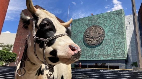 vaca leche bebida ganaderos San Lázaro