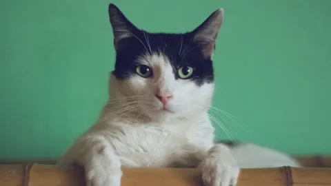 día-del-gato-20-de-febrero-cuántos-hay-en-México