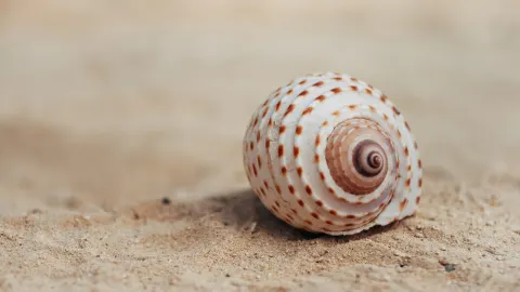 No deberías tener caracoles de mar en tu casa