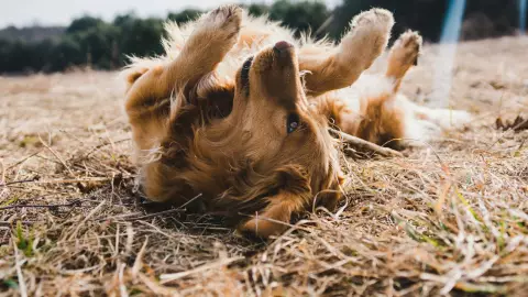 La razón por la que los perros giran la cabeza cuando hablamos