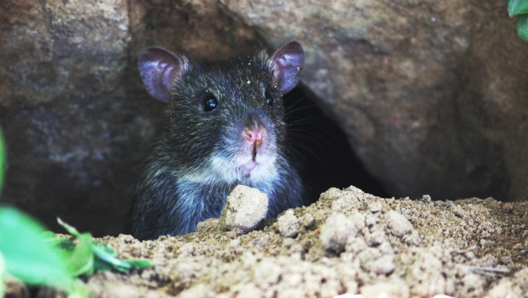 Nueva York convocó a primera ‘cumbre nacional de ratas': ¿De qué trata y cuándo se realizará?