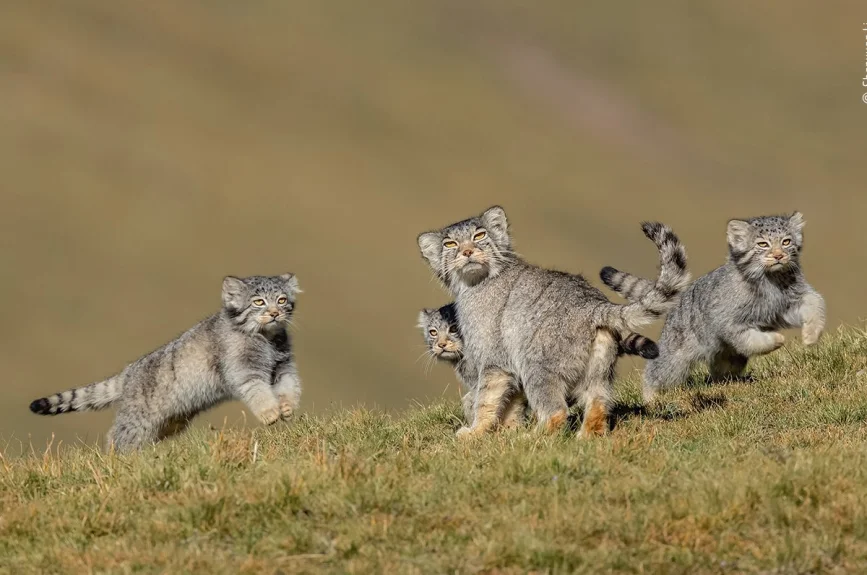 Esta rara escena de los juguetones gatos de Pallas tardó seis años en ser capturada. Escondido frente a un viejo agujero de marmota en el que una familia de gatos había construido su guarida, Shanyuan esperaba. Las horas de paciencia fueron recompensadas cuando tres gatitos salieron a jugar mientras sus padres vigilaban. Tras el avistamiento de un zorro tibetano cerca, los jóvenes fueron rápidamente conducidos al interior.