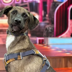 VOTA YA Se abren votaciones para elegir el nombre del perrito de La Granja VIP ¿Cómo votar por tu favorito.jpeg