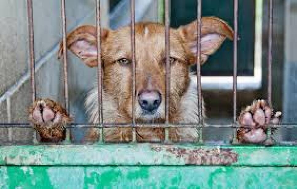 Día Internacional de los Derechos de los Animales. EFEMÉRIDES DEL 9 DE DICIEMBRE