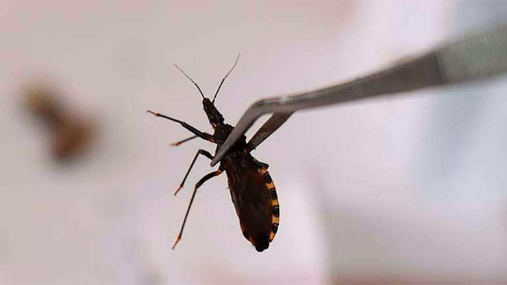 Enfermedad de Chagas_ ¿Qué es y Cómo se Contagia_ La importancia del diagnóstico temprano.jpg