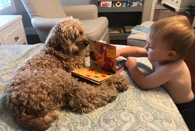 Biblioteca, perritos, niño 3.jpg