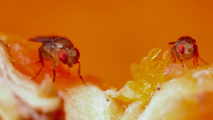 Moscas carnívoras reaparecen