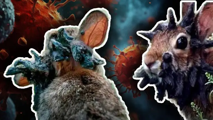 Este es el virus que hace que los conejos tengan tentáculos: ¿Es contagioso para los humanos?