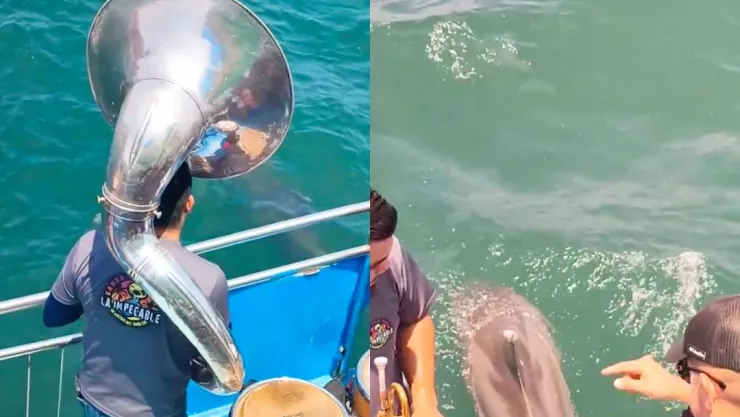 Captan a delfines bailando al ritmo de la música de banda en Mazatlán
