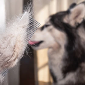 /mascotas/veterinarios-esta-es-razon-se-le-cae-pelo-perro