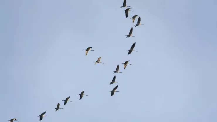 Especies migratorias