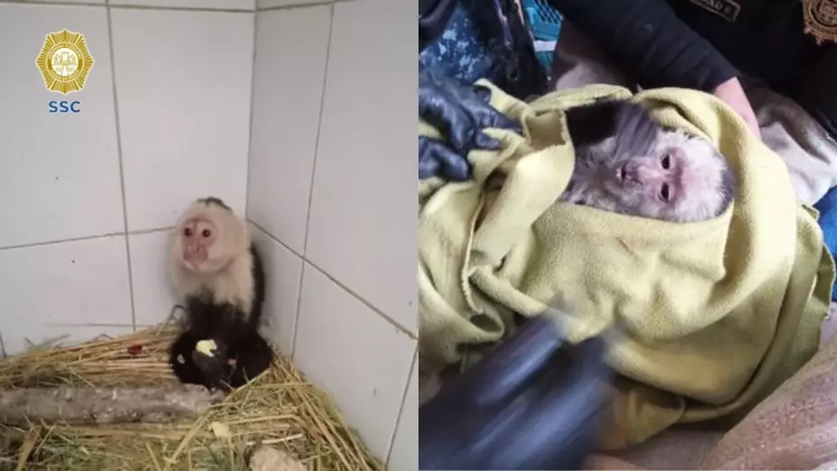 Mono capuchino es rescatado entre los árboles de la Venustiano Carranza, en la CDMX