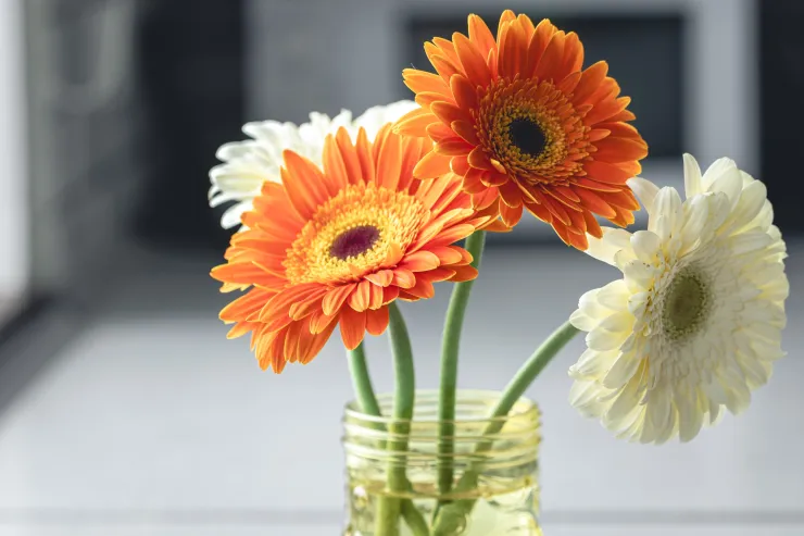 plantas ornamentales