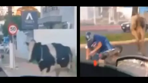 VIDEO - Vaca atropella a motocilista en plena avenida