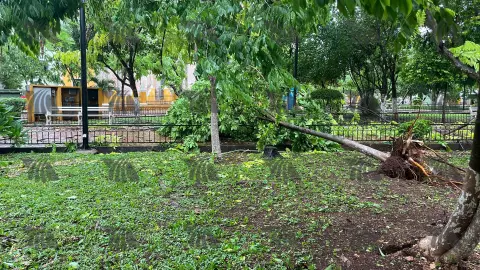 FOTOS Así quedó el Parque de Valladolid tras el paso del Huracán Beryl