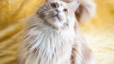 Bolsa-primordial-Qué-es-esa-piel-que-cuelga-de-la-barriga-de-mi-gato