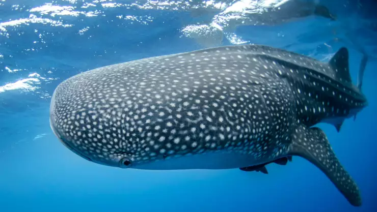 ¿Por qué el tiburón ballena es considerado el pez más grande del mundo?