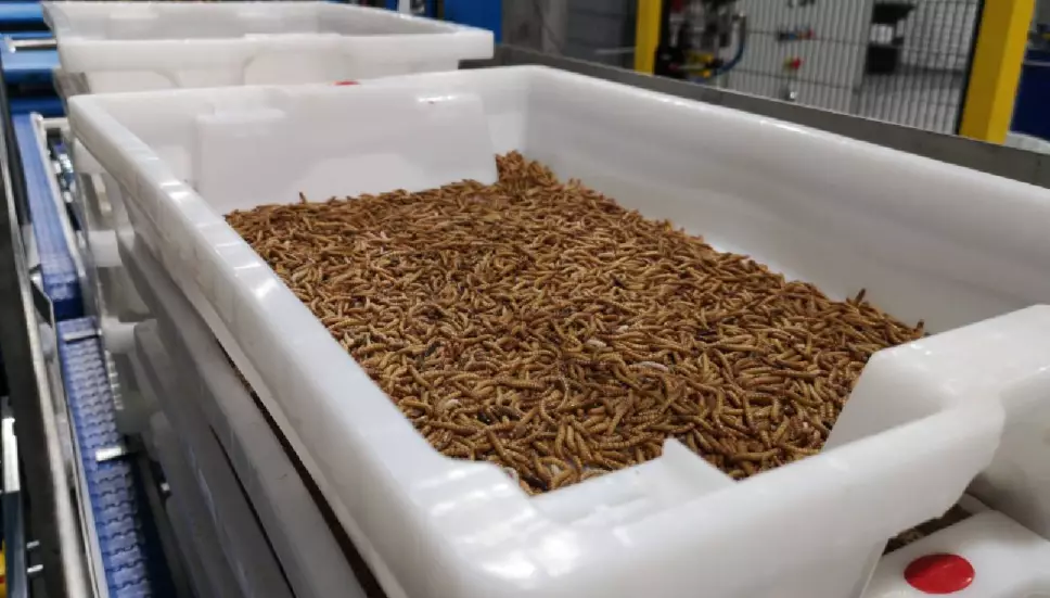 Así será la fábrica de insectos más grande del mundo.