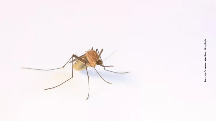 ¿Por qué los mosquitos te persiguen más a ti que a otras personas?