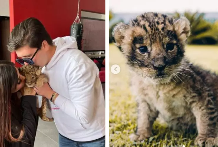 el influencer fofo márquez le regala un cachorro de león a su novia y genera polémica en redes sociales.jpg