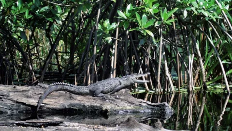 Especies de cocodrilo en México