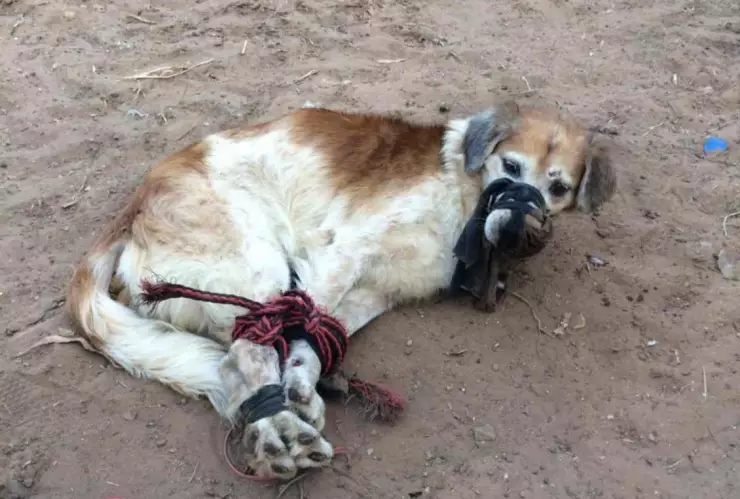 Localizan en baldío a perro amordazado y con sus patas atadas