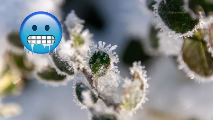 Clima en Aguascalientes SMN pronostica bajas temperaturas y heladas en estas zonas del estado los próximos días