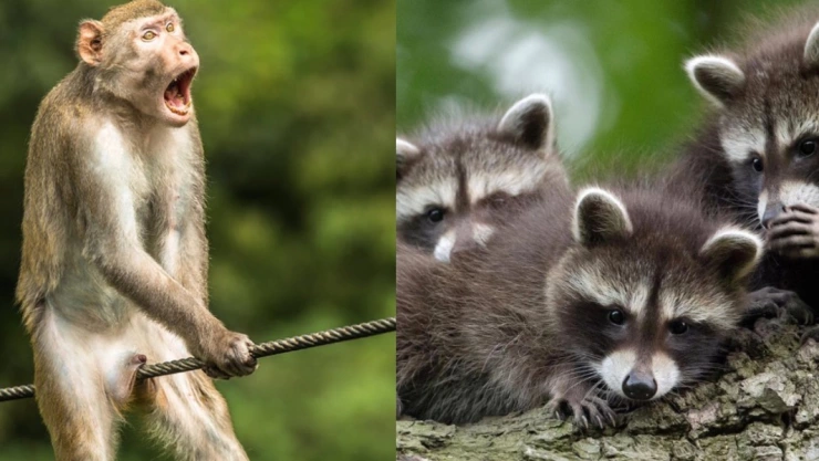 fotos graciosas animales