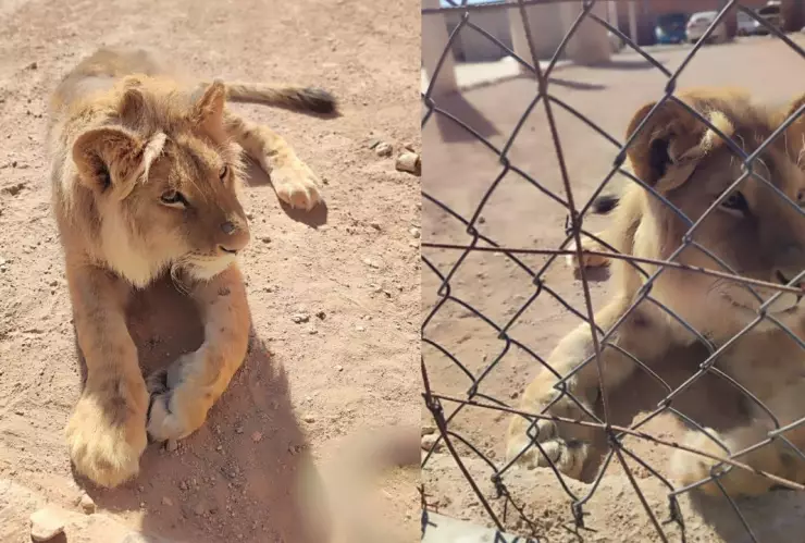Hallan a León en Aguascalientes