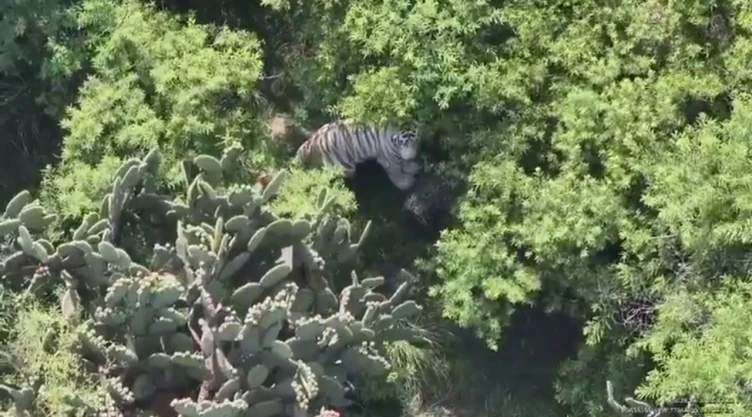 Tigre de Bengala en Tepetlaoxtoc.