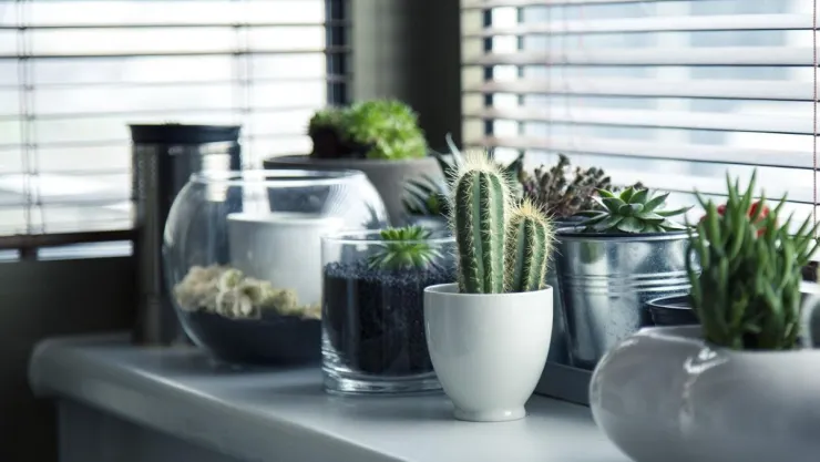 /estilo-de-vida/3-plantas-atraer-abundancia-hogar-feng-shui